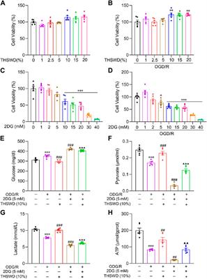 Promotion of mature angiogenesis in ischemic stroke by Taohong Siwu decoction through glycolysis activation